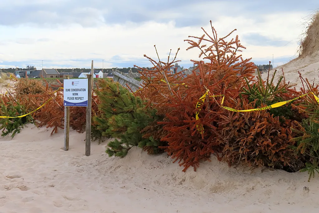 Real Christmas trees put out for recycling. The district council collected trees from the kerb for two weeks in January this year, and no garden waste subscription was needed.